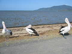 201 Cairns Esplanade